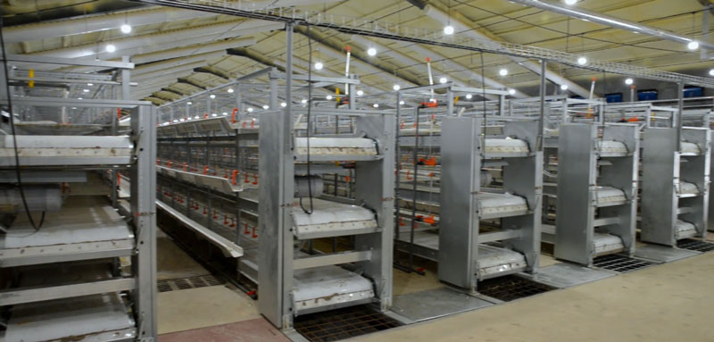 華全官網丨保供電，守安全！華全1000千瓦發電機組助力養殖企業高質量發展